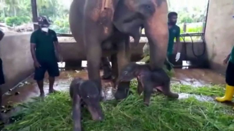 Poprvé po 80 letech se v zajetí narodila sloní dvojčata